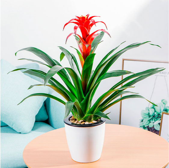 1762416242105221.jpg 鸿运当头.jpg