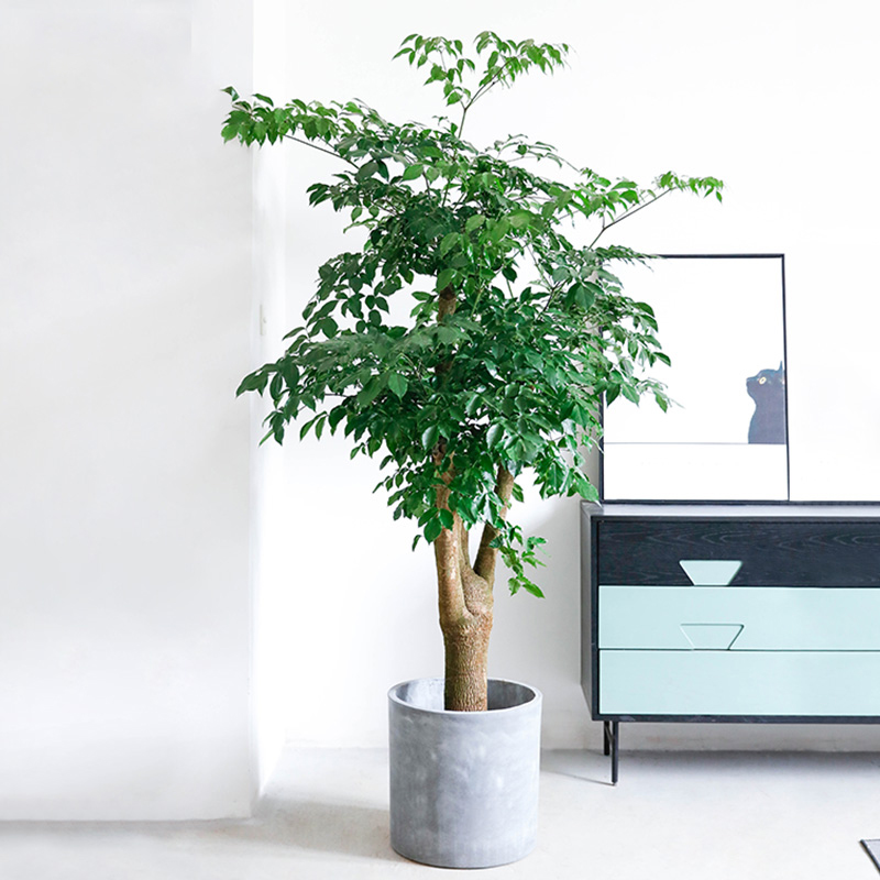 1762416260131767.jpg 1752134822126919.jpg