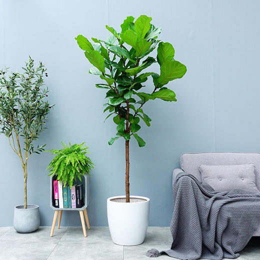 1762416272480664.jpg 1752134692796423.jpg