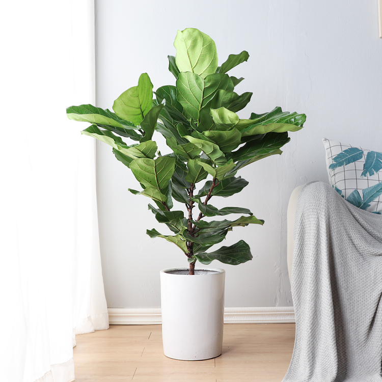 1762416286123311.jpg 1752134822646504.jpg