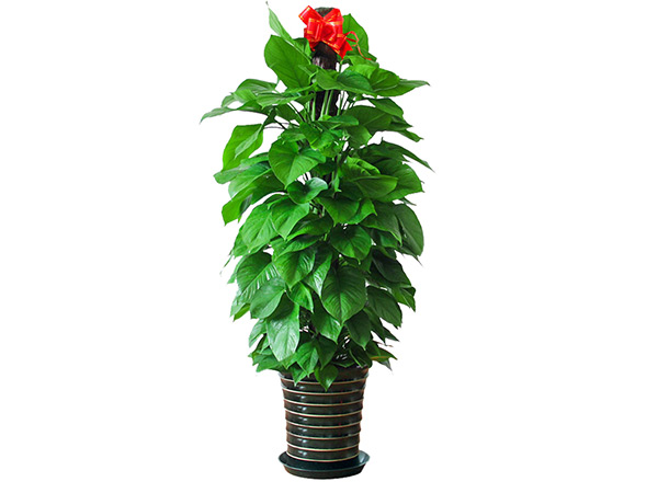 1762416347298640.jpg 大绿萝.jpg