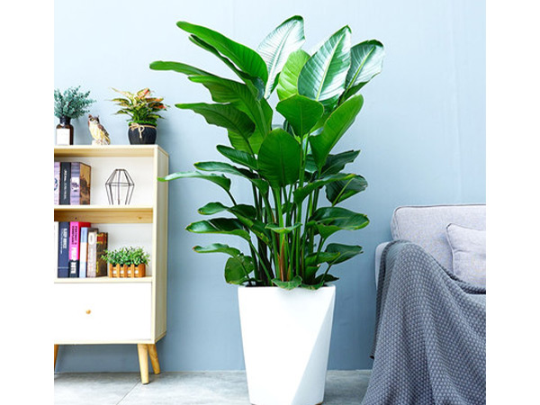 1762416360142951.jpg 天堂鸟盆栽.jpg