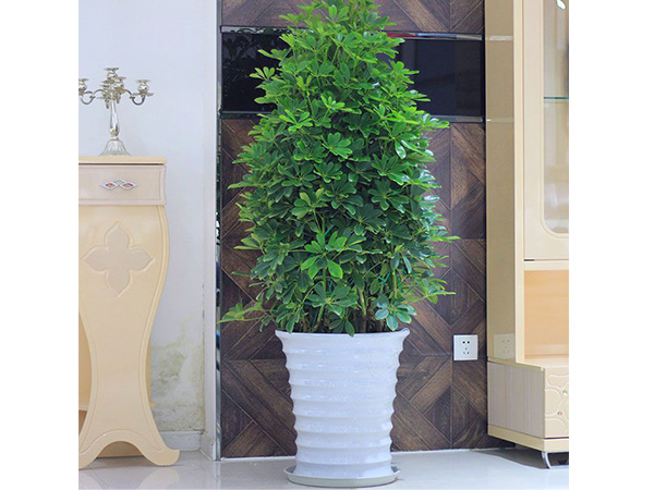 1762416373139655.jpg 鸭脚木.jpg