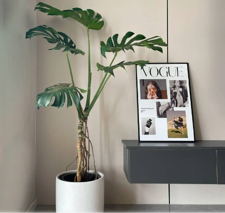 1762416621114821.png 老桩龟背竹.png