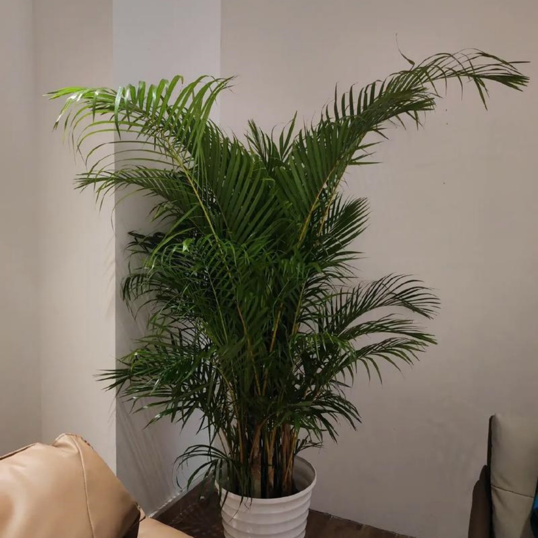 1762498468732616.jpg 微信图片_20251107142747_712_8.jpg